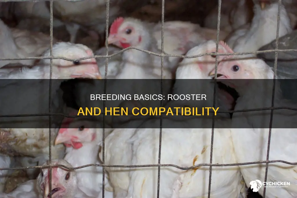 does hen and rooster have to be same type chicken
