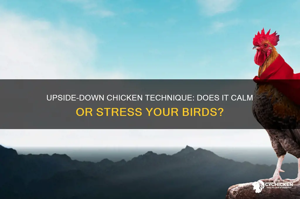 does holding a chicken upside down calm it