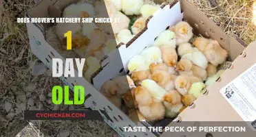 Hoover's Hatchery: Shipping Day-Old Chicks Safely