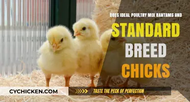 Poultry Mix: Bantams and Standards, Can They Co-Exist?
