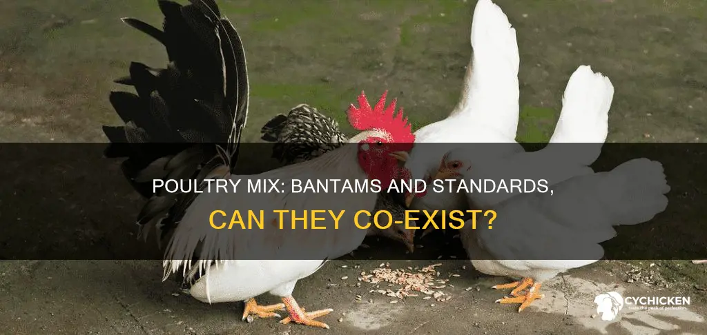 does ideal poultry mix bantams and standard breed chicks