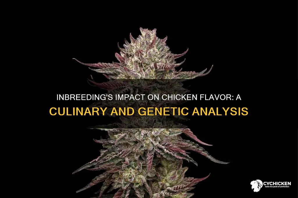 does inbreeding affect the taste of chicken