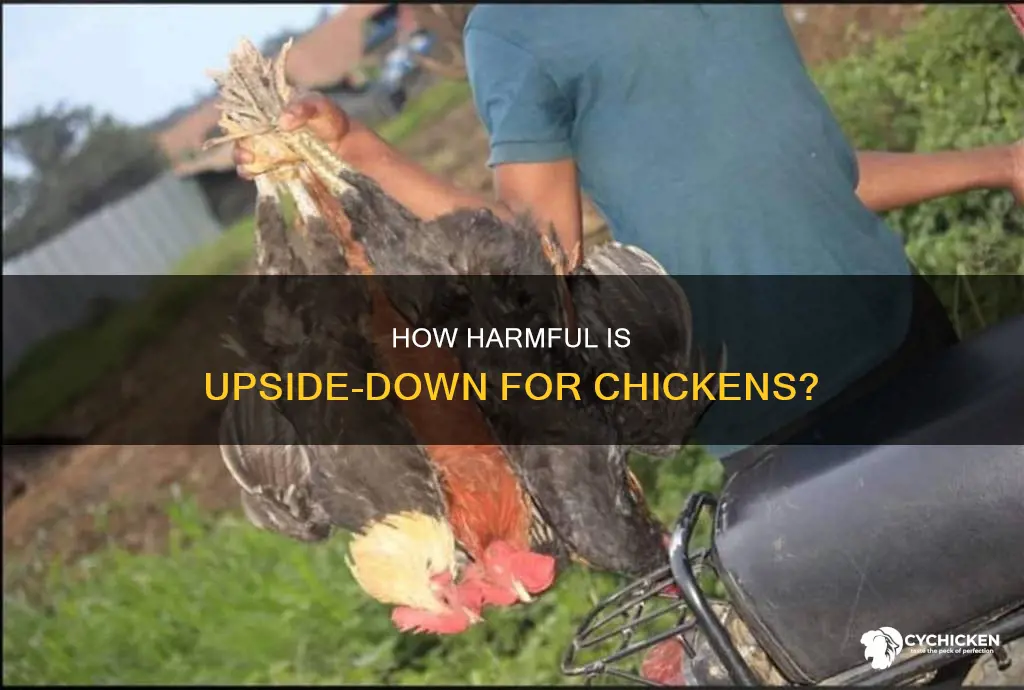 does it harm a chicken to turn it upide down