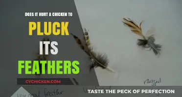 Plucking Feathers: Painful for Chickens?