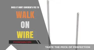 Walking on Wires: Do Chickens Feel Pain?