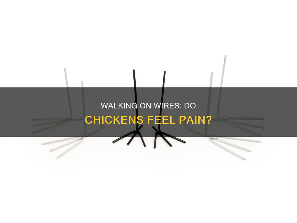 does it hurt chicken
