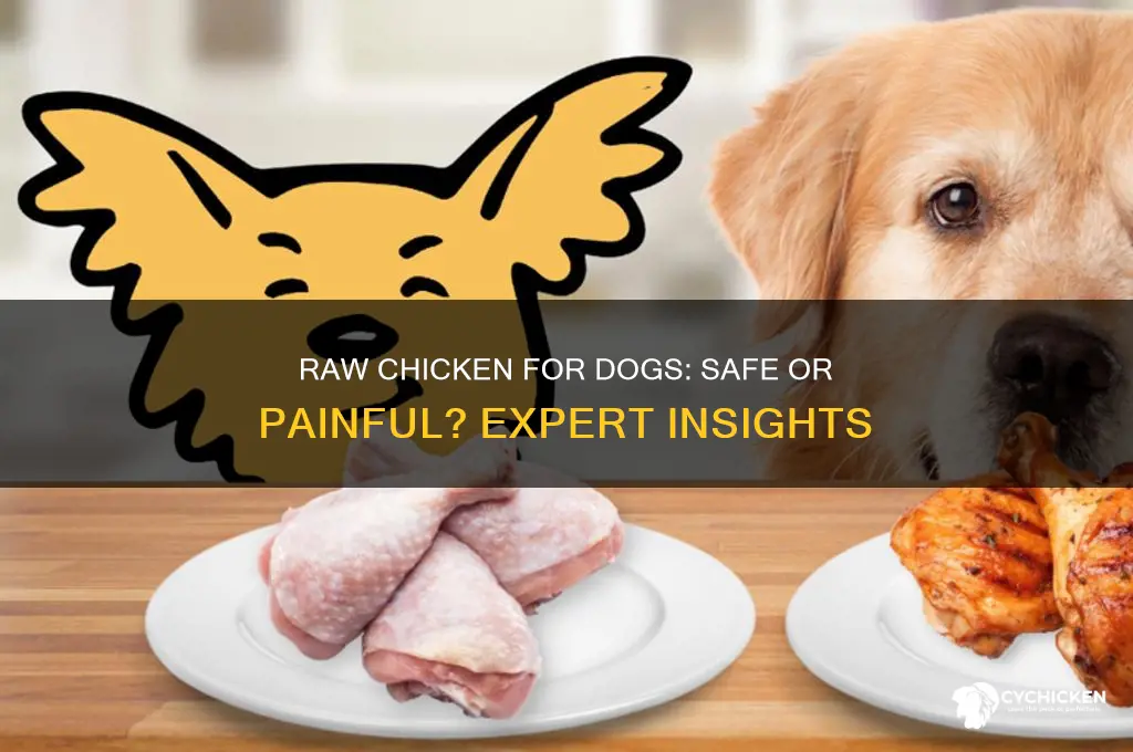 does it hurt dogs to have raw chicken