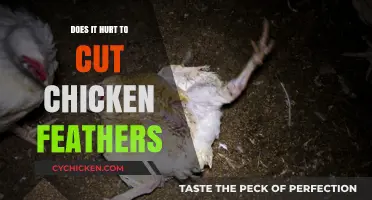 Does Cutting Chicken Feathers Cause Pain? Exploring Poultry Sensations