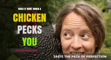 Does a Chicken Peck Hurt? Understanding the Pain and Prevention