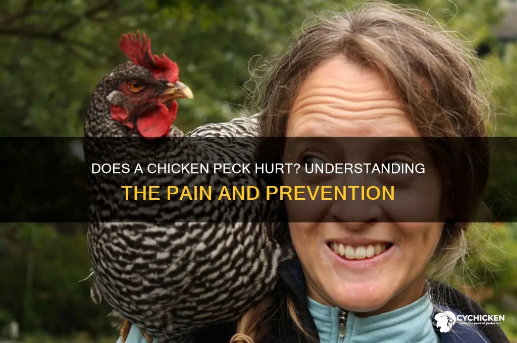 does it hurt when a chicken pecks you