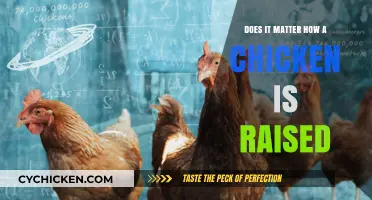 Does Chicken Raising Matter? Ethical, Health, and Environmental Impacts Explained