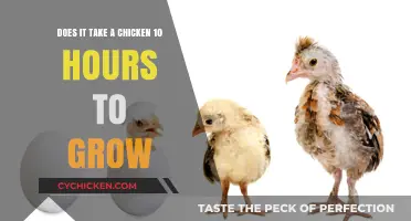 How Long Does It Take for a Chicken to Grow?