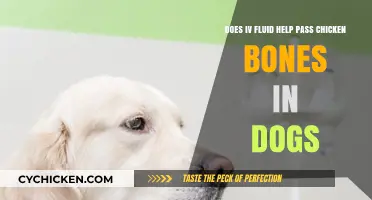 How IV Fluids Help Dogs Pass Chicken Bones