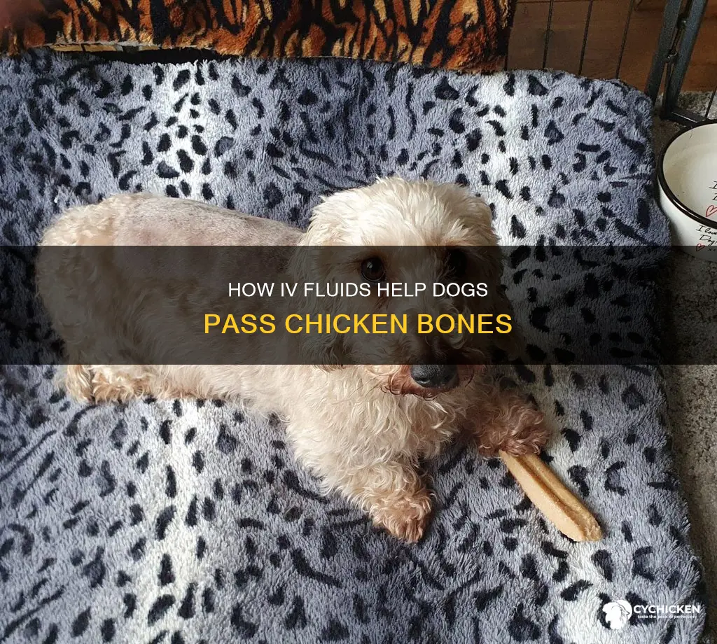 does iv fluid help pass chicken bones in dogs