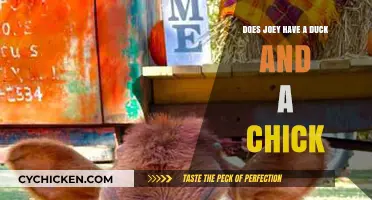 Joey's Farm Friends: Unraveling the Mystery of the Duck and Chick