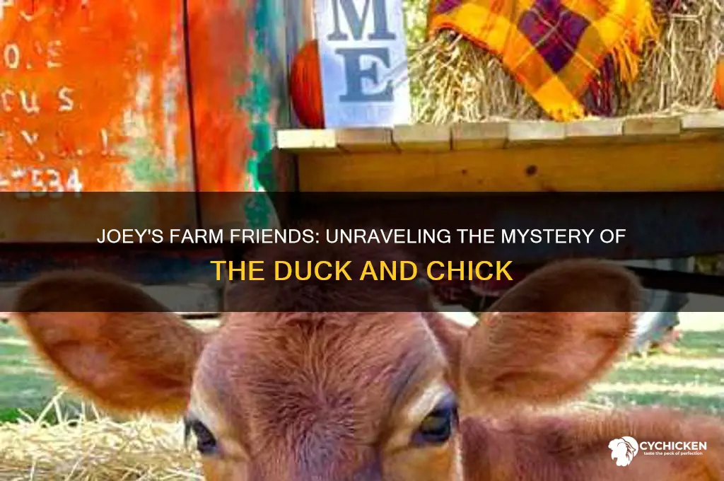 does joey have a duck and a chick