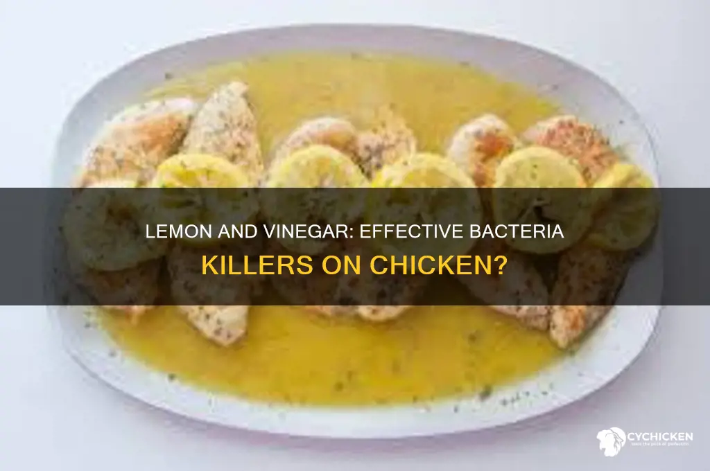 does lemon and vinegar kill bacteria on chicken