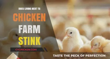 Living Near a Chicken Farm: Does the Smell Become Unbearable?