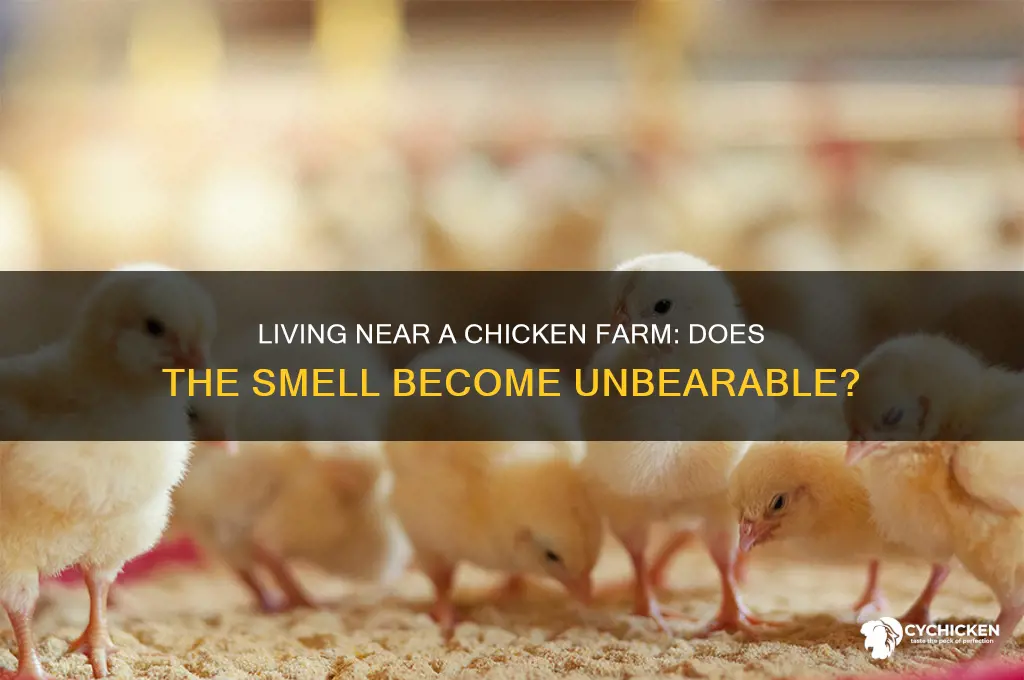 does living next to chicken farm stink