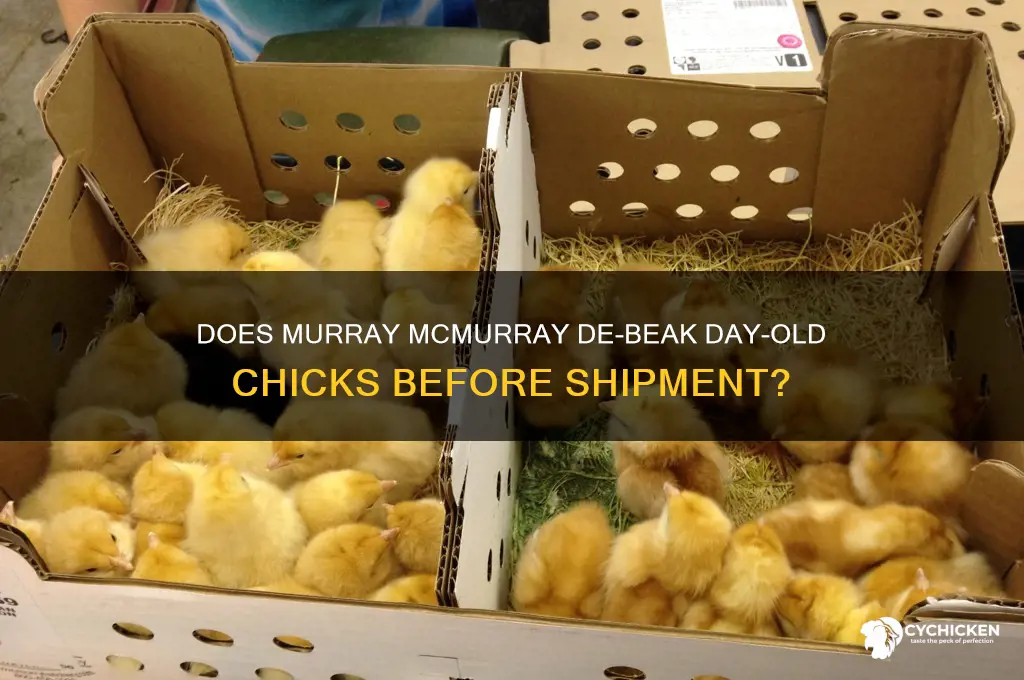 does murray mcmurray debeak dayold chicks before shipment