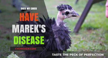 Identifying Marek's Disease in Chicks: Symptoms, Diagnosis, and Care Tips