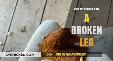 Is My Chicken's Leg Broken? Signs, Care, and What to Do