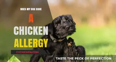 Could Chicken Be the Culprit? Identifying Dog Food Allergies