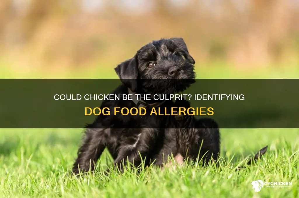 does my dog have a chicken allergy