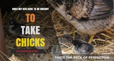 Broody Hens and Chicks: A Match Made in Heaven?