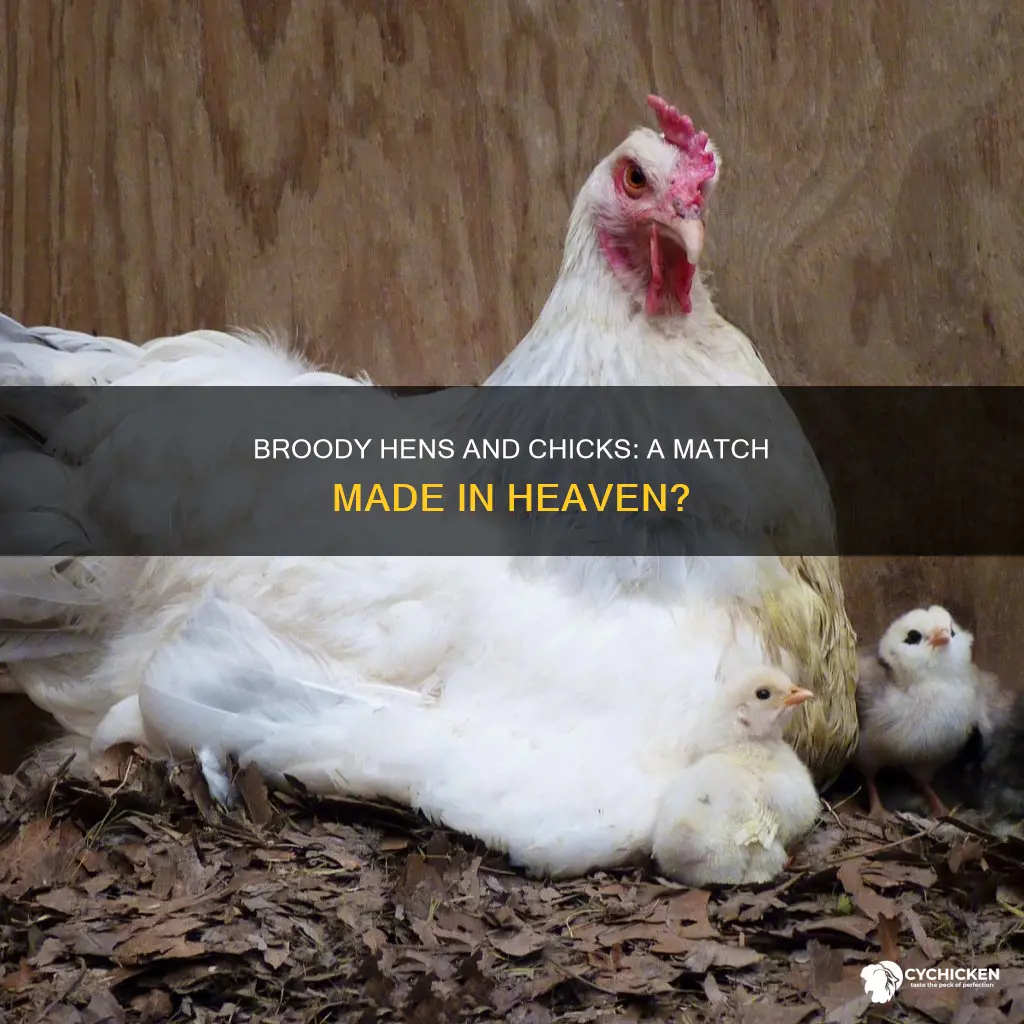 does my hen have to be broody to take chicks