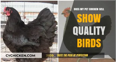Does My Pet Chicken Offer Show-Quality Birds? A Buyer's Guide