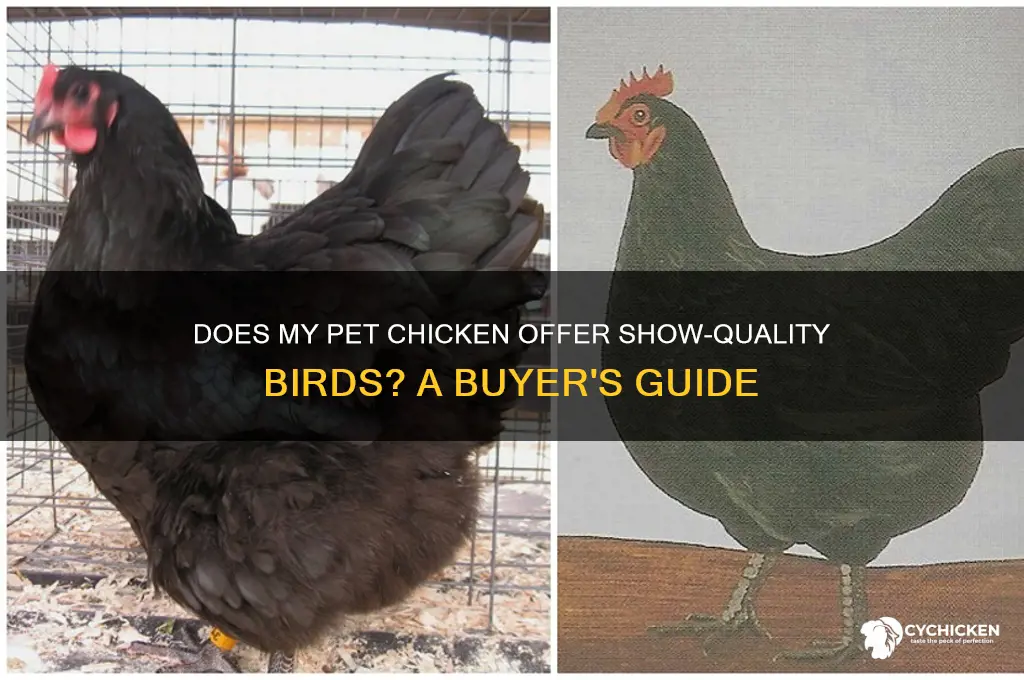 does my pet chicken sell show quality birds