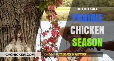 Oklahoma's Prairie Chicken Hunting Season: Rules, Dates, and Conservation Efforts
