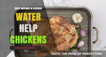 Oregano in Chicken Water: Benefits, Uses, and Impact on Flock Health