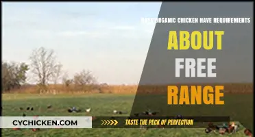 Organic Chicken Standards: Free-Range Requirements Explained for Consumers