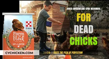 Orscheln's Dead Chick Refund Policy: What You Need to Know