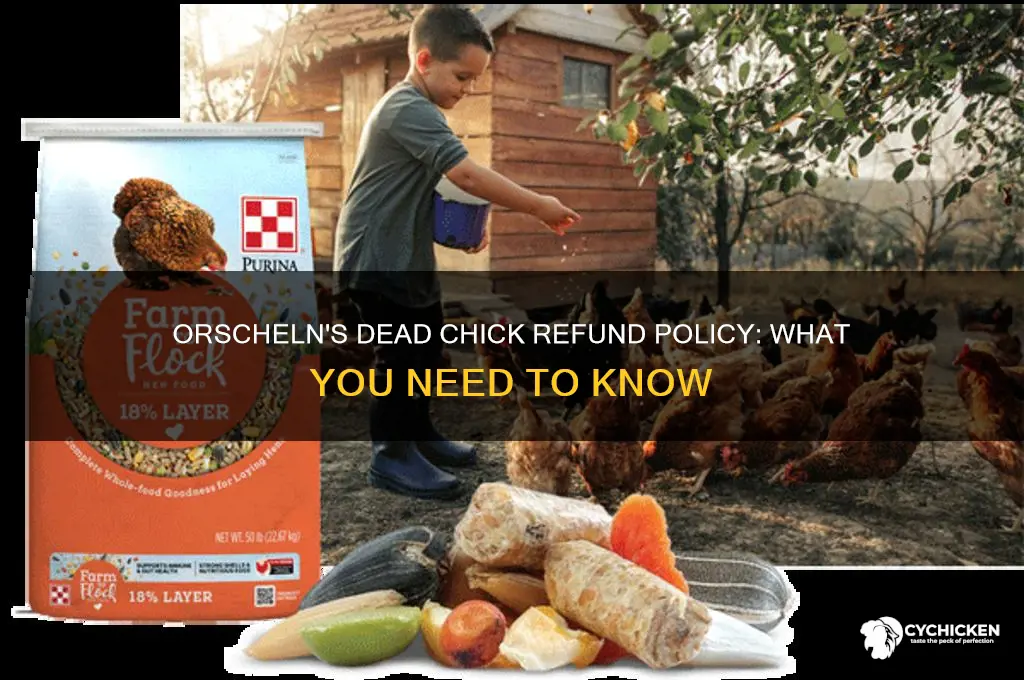 does orschelns give regunds for dead chicks