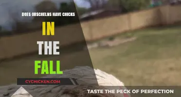 Does Orscheln's Sell Chicks in Fall? A Seasonal Guide