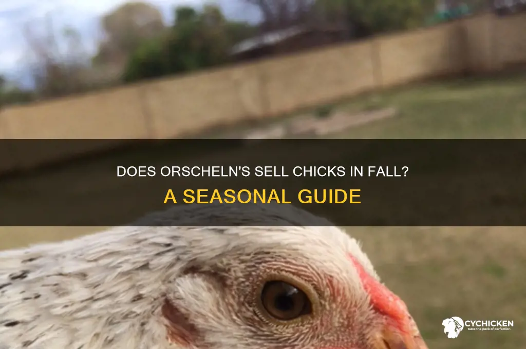 does orschelns have chicks in the fall