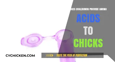 Ovalbumin's Role in Supplying Essential Amino Acids to Developing Chicks