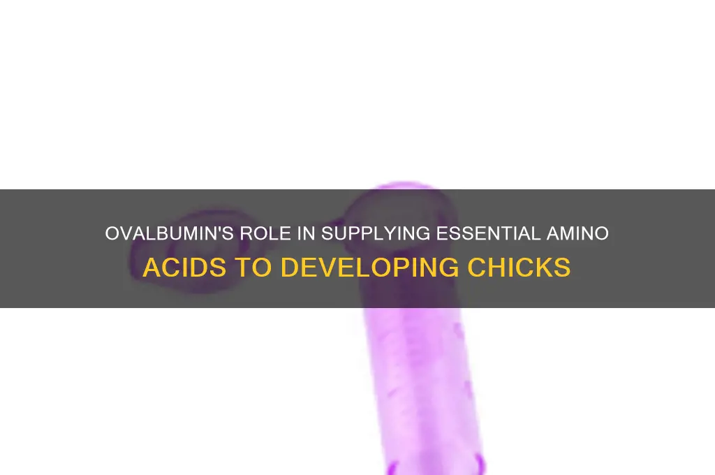 does ovalbumin provide amino acids to chicks