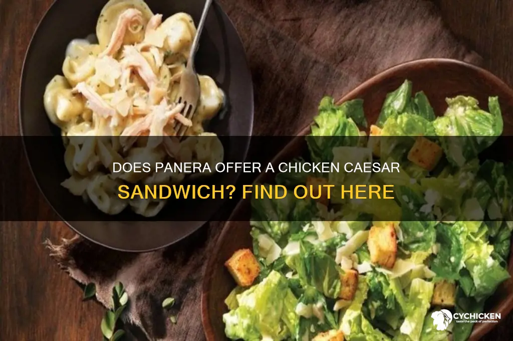 does panera have a chicken caesar sandwich