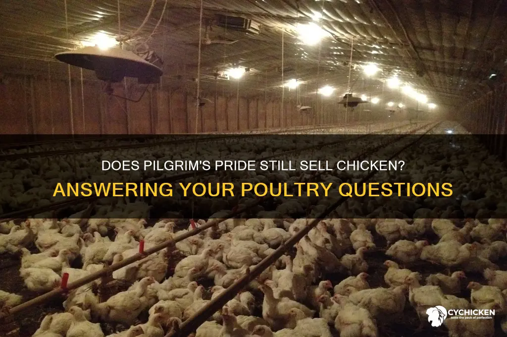 does pilgrim