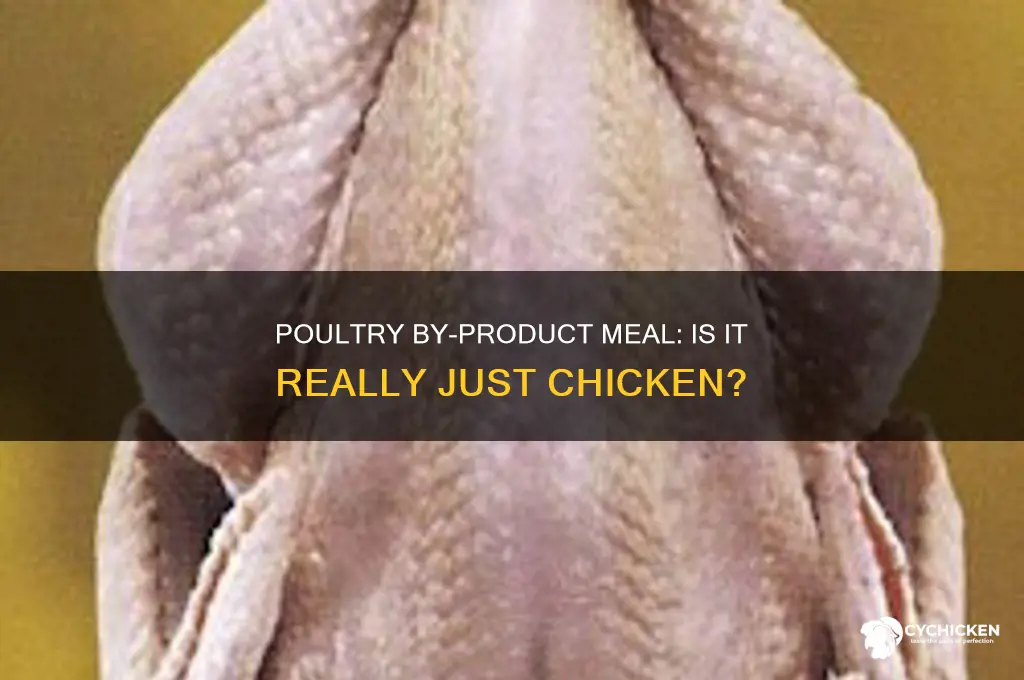 does poulty by product meal mean chicken