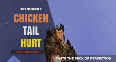 Does Pulling a Chicken's Tail Cause Pain? Exploring the Facts