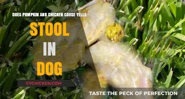 Pumpkin, Chicken, and Yellow Stool: What Dog Owners Need to Know