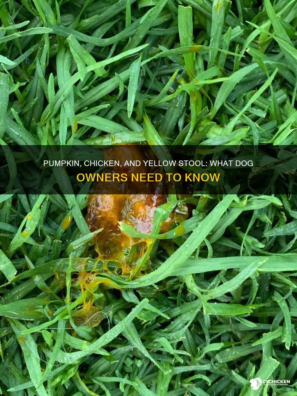 does pumpkin and chicken cause yello stool in dog