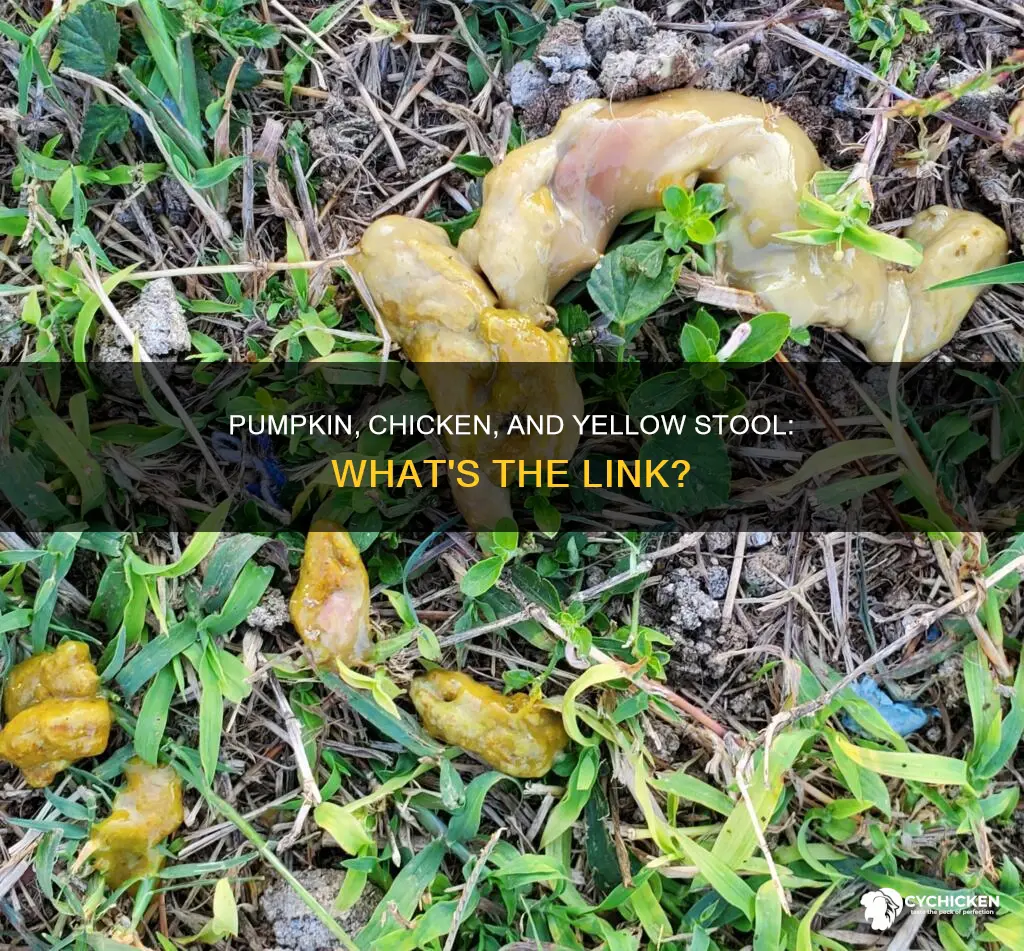 does pumpkin and chicken cause yellow stool in dog
