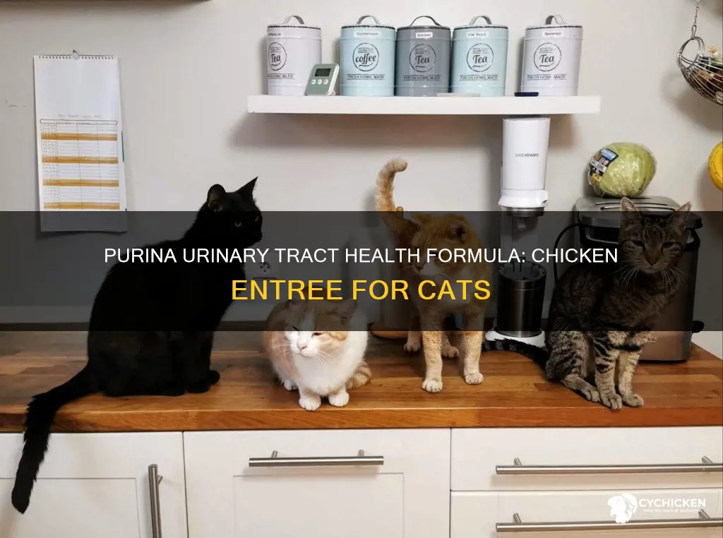 does purina adult urinary tract health formula chicken entre