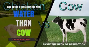 Raising Chickens vs Cows: Which Requires More Water?